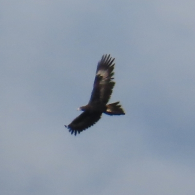 Aquila audax (Wedge-tailed Eagle) at Bullen Range - 6 May 2023 by MatthewFrawley