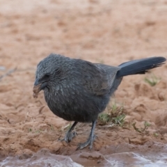 Struthidea cinerea (Apostlebird) at Cunnamulla, QLD - 14 Aug 2017 by rawshorty