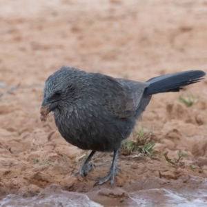 Struthidea cinerea at Cunnamulla, QLD - 14 Aug 2017 07:24 AM