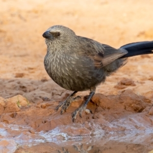 Struthidea cinerea at Cunnamulla, QLD - 14 Aug 2017 07:24 AM