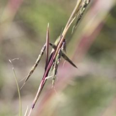 Cymbopogon refractus (Barbed-wire Grass) at Illilanga & Baroona - 6 Apr 2020 by Illilanga