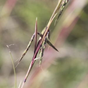 Cymbopogon refractus at Michelago, NSW - 6 Apr 2020