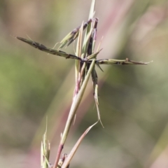 Cymbopogon refractus at Michelago, NSW - 6 Apr 2020