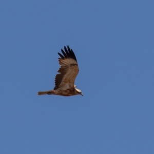 Hamirostra melanosternon at Cunnamulla, QLD - 14 Aug 2017