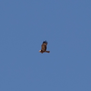 Hamirostra melanosternon at Cunnamulla, QLD - suppressed