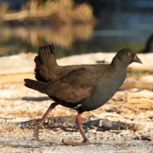 Tribonyx ventralis at Cunnamulla, QLD - 13 Aug 2017