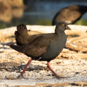 Tribonyx ventralis at Cunnamulla, QLD - 13 Aug 2017