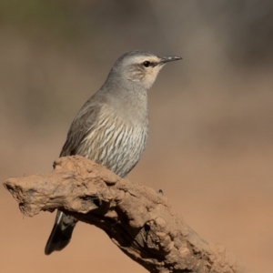 Climacteris picumnus picumnus at Cunnamulla, QLD - 14 Aug 2017