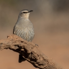 Climacteris picumnus picumnus at Cunnamulla, QLD - 14 Aug 2017