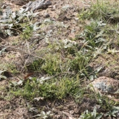 Chloris truncata (Windmill Grass) at Illilanga & Baroona - 6 Apr 2020 by Illilanga