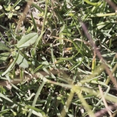 Chloris truncata at Michelago, NSW - 6 Apr 2020