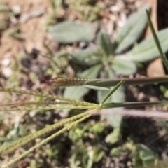Chloris truncata at Michelago, NSW - 6 Apr 2020