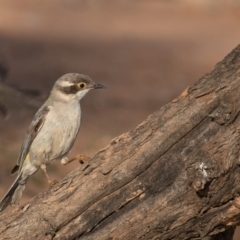 Melithreptus brevirostris (Brown-headed Honeyeater) at Cunnamulla, QLD - 14 Aug 2017 by rawshorty