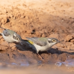 Melithreptus brevirostris at Cunnamulla, QLD - 14 Aug 2017