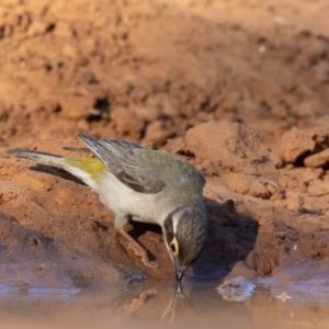 Melithreptus brevirostris at Cunnamulla, QLD - 14 Aug 2017