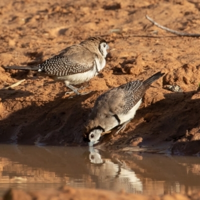 Stizoptera bichenovii (Double-barred Finch) at Cunnamulla, QLD - 14 Aug 2017 by rawshorty
