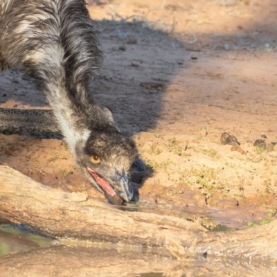 Dromaius novaehollandiae (Emu) at Cunnamulla, QLD - 14 Aug 2017 by rawshorty