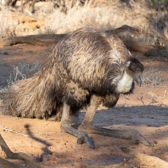 Dromaius novaehollandiae at Cunnamulla, QLD - 14 Aug 2017 05:02 PM