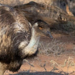 Dromaius novaehollandiae at Cunnamulla, QLD - 14 Aug 2017 05:02 PM