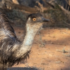 Dromaius novaehollandiae at Cunnamulla, QLD - 14 Aug 2017 05:02 PM