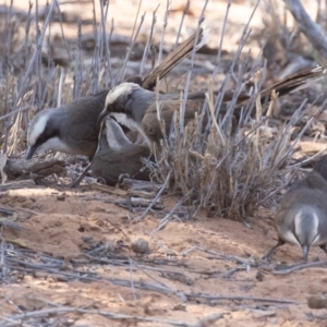 Pomatostomus temporalis temporalis at Cunnamulla, QLD - 14 Aug 2017 10:16 AM