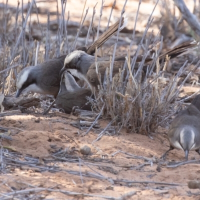 Pomatostomus temporalis temporalis (Grey-crowned Babbler) at Cunnamulla, QLD - 14 Aug 2017 by rawshorty