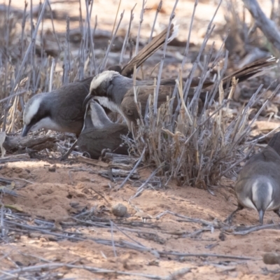 Pomatostomus temporalis (Grey-crowned Babbler) at Cunnamulla, QLD - 14 Aug 2017 by rawshorty