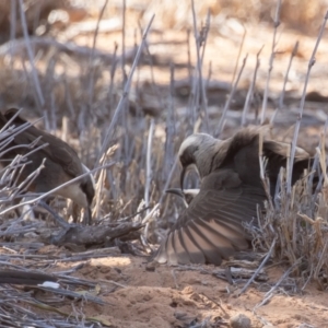 Pomatostomus temporalis temporalis at Cunnamulla, QLD - 14 Aug 2017 10:16 AM