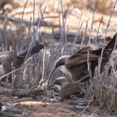 Pomatostomus temporalis temporalis at Cunnamulla, QLD - 14 Aug 2017 10:16 AM