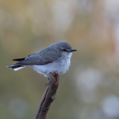 Microeca fascinans (Jacky Winter) at Cunnamulla, QLD - 14 Aug 2017 by rawshorty