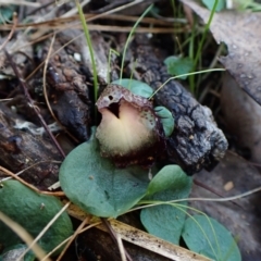 Corysanthes hispida (Bristly Helmet Orchid) at Aranda, ACT - 4 May 2023 by CathB