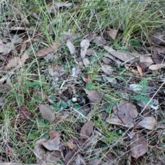 Corysanthes hispida at Aranda, ACT - suppressed