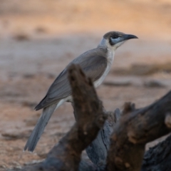 Philemon citreogularis (Little Friarbird) at Cunnamulla, QLD - 13 Aug 2017 by rawshorty