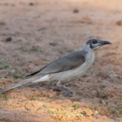 Philemon citreogularis at Cunnamulla, QLD - 14 Aug 2017 07:42 AM