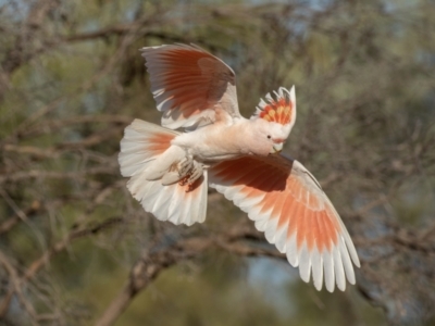 Lophochroa leadbeateri (Pink Cockatoo) at Cunnamulla, QLD - 13 Aug 2017 by rawshorty