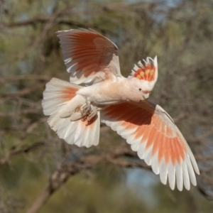 Lophochroa leadbeateri (Pink Cockatoo, Major Mitchell's Cockatoo) at Cunnamulla, QLD by rawshorty