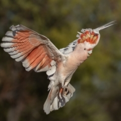 Lophochroa leadbeateri at Cunnamulla, QLD - 14 Aug 2017