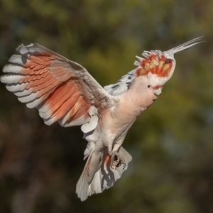 Lophochroa leadbeateri at Cunnamulla, QLD - 14 Aug 2017