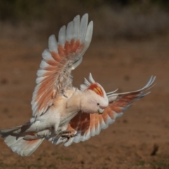 Lophochroa leadbeateri at Cunnamulla, QLD - 14 Aug 2017