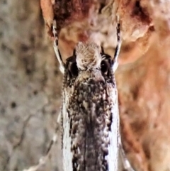 Unidentified Other moth at Aranda, ACT - 2 May 2023 by CathB