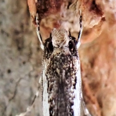 Unidentified Other moth at Aranda, ACT - 2 May 2023 by CathB