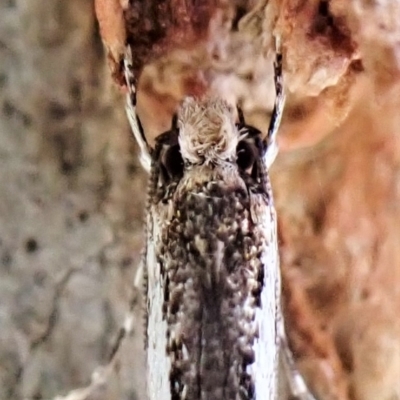 Tineidae (family) at Aranda Bushland - 2 May 2023 by CathB