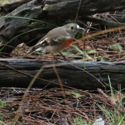 Petroica boodang (Scarlet Robin) at Red Hill Nature Reserve - 6 May 2023 by TomW