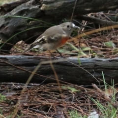 Petroica boodang (Scarlet Robin) at Red Hill, ACT - 6 May 2023 by TomW