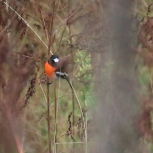 Petroica boodang at Red Hill, ACT - 7 May 2023 09:40 AM