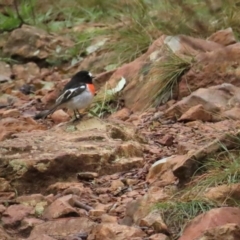 Petroica boodang (Scarlet Robin) at Red Hill, ACT - 7 May 2023 by BenW