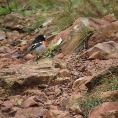 Petroica boodang (Scarlet Robin) at Red Hill, ACT - 7 May 2023 by BenW
