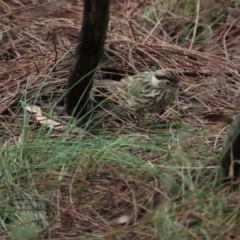 Pyrrholaemus sagittatus (Speckled Warbler) at Red Hill Nature Reserve - 6 May 2023 by TomW