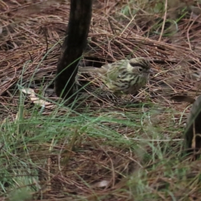 Pyrrholaemus sagittatus (Speckled Warbler) at Red Hill, ACT - 7 May 2023 by BenW