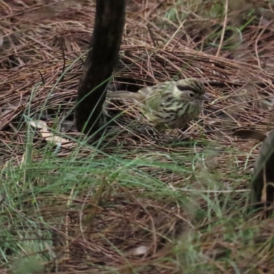 Pyrrholaemus sagittatus (Speckled Warbler) at Red Hill Nature Reserve - 6 May 2023 by TomW